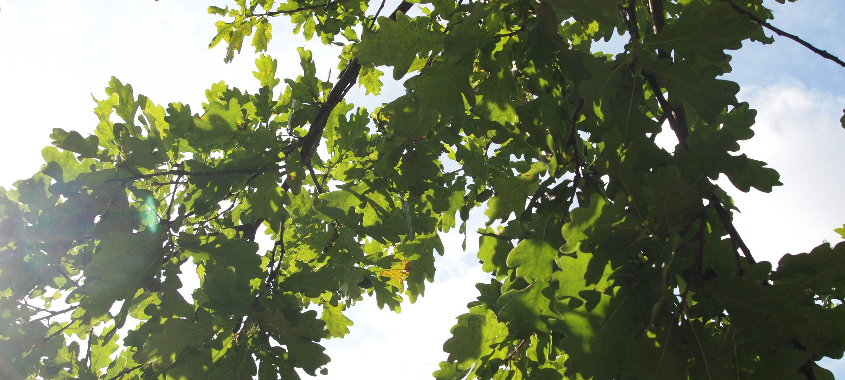 1.000 Bäume für die Zukunft