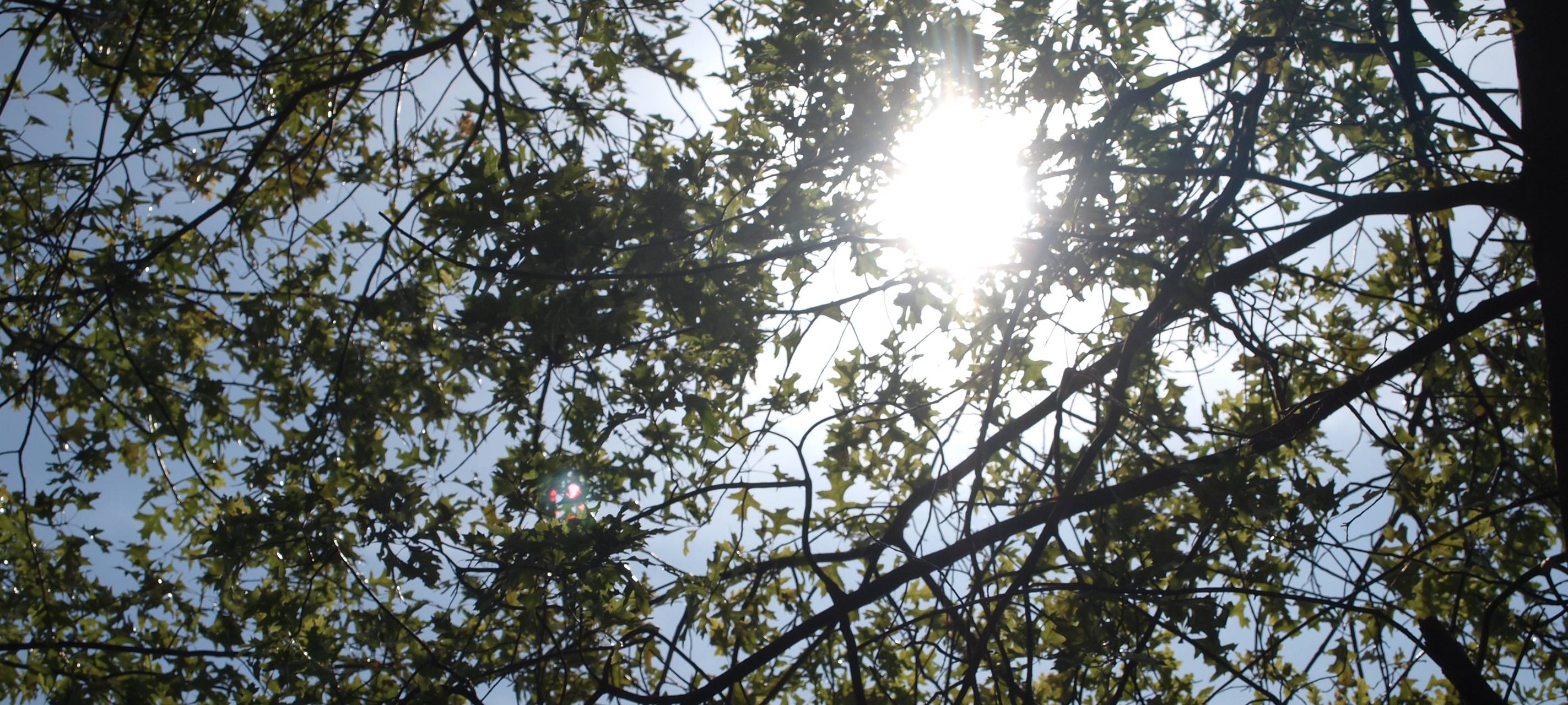 Baumfällungen in Aachen