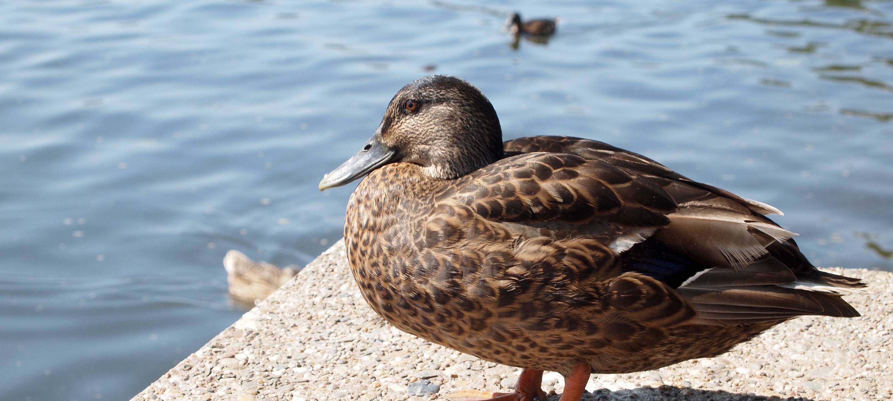 Entenfamilie beschäftigt Polizeibeamte