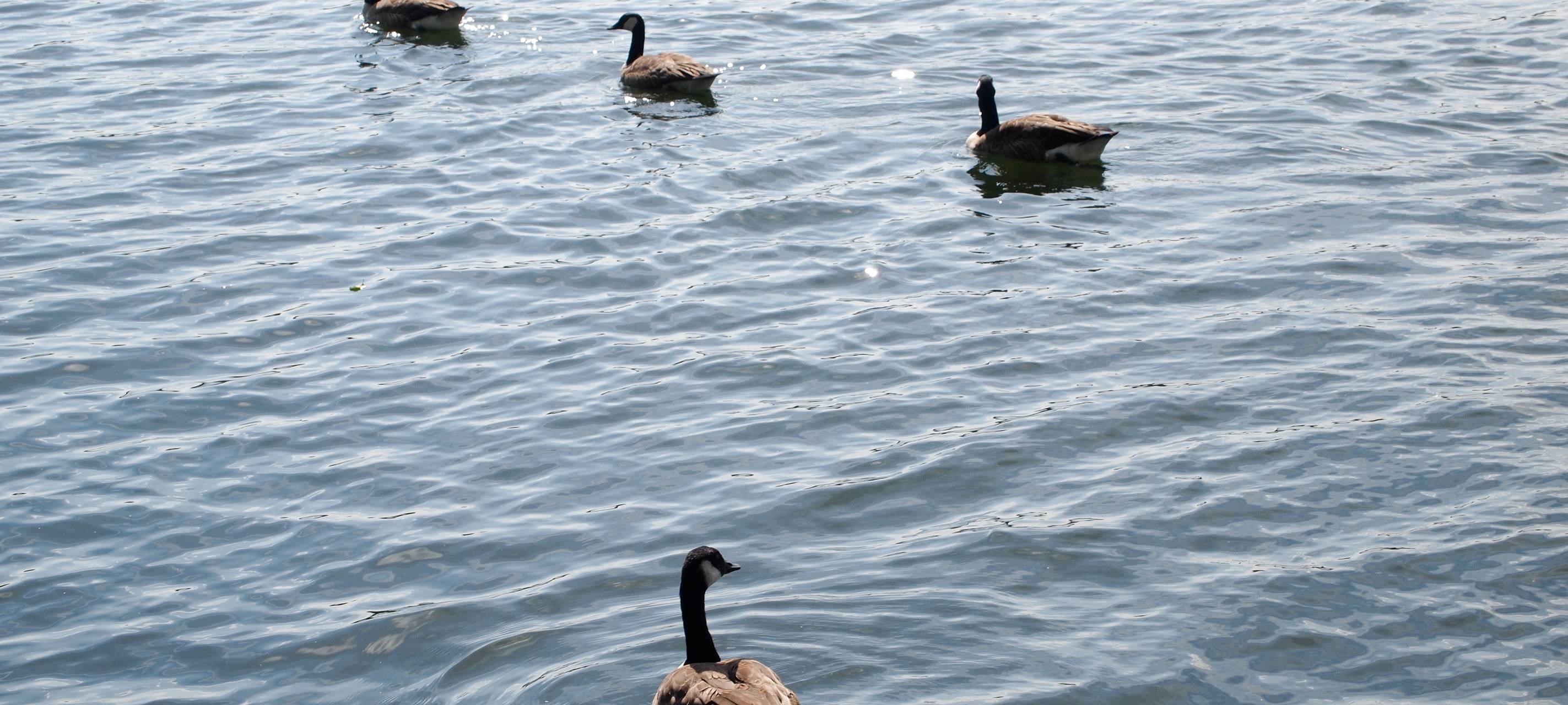 Keine neuen Erkenntnisse bei Taucherunfall