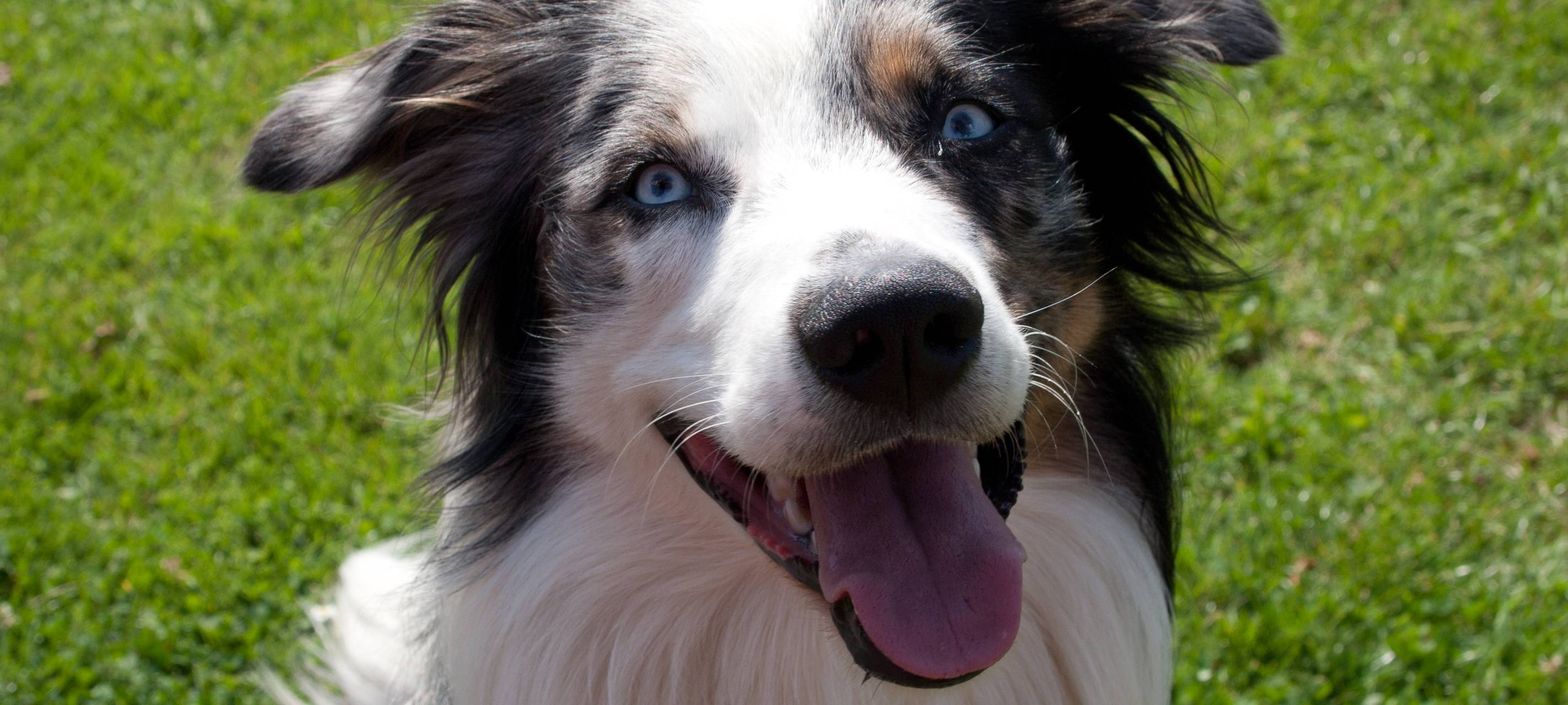 Aachener Tierheim geschlossen