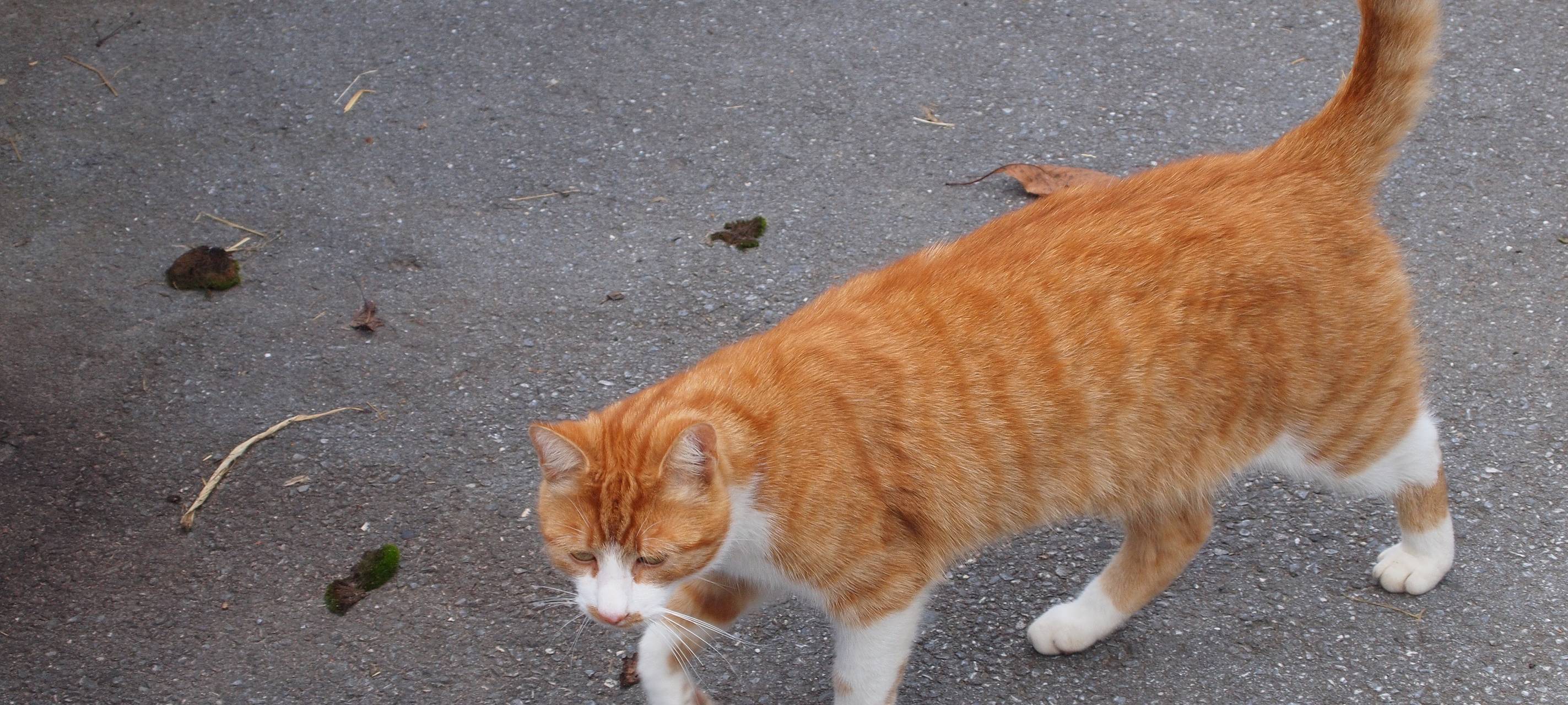 Kastrationspflicht für Freigängerkatzen in der StädteRegion?