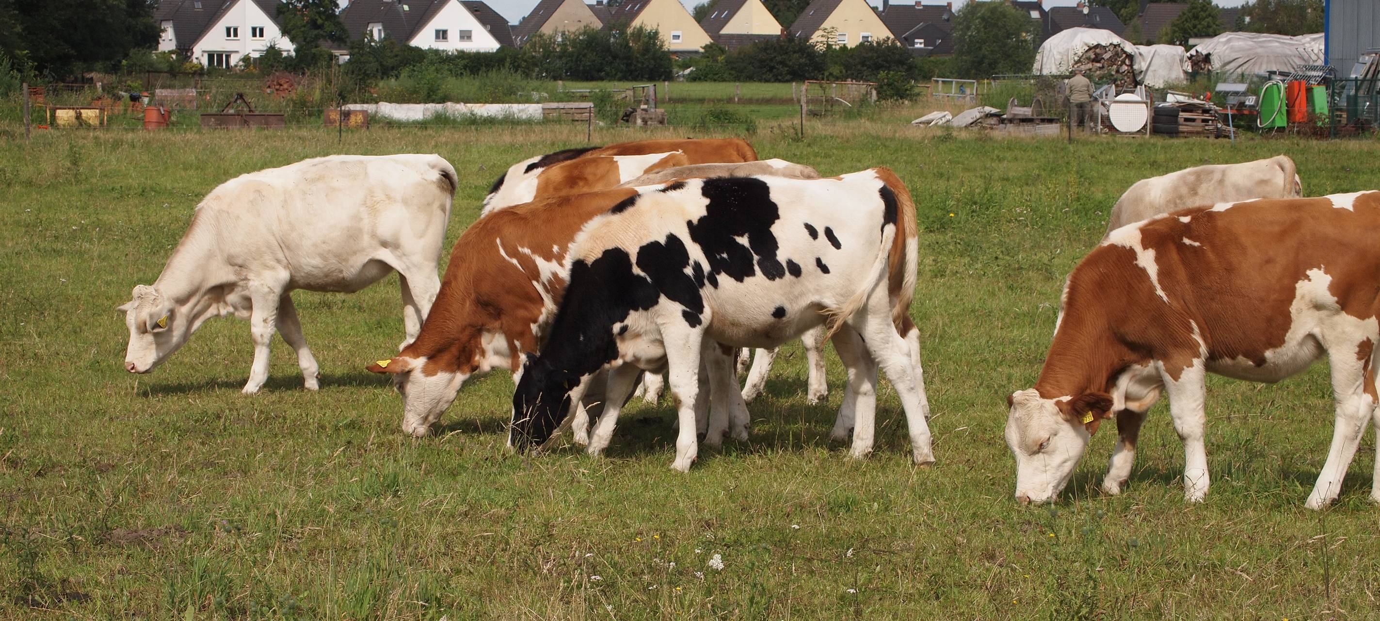 Rinderherpes Thema im Landtag