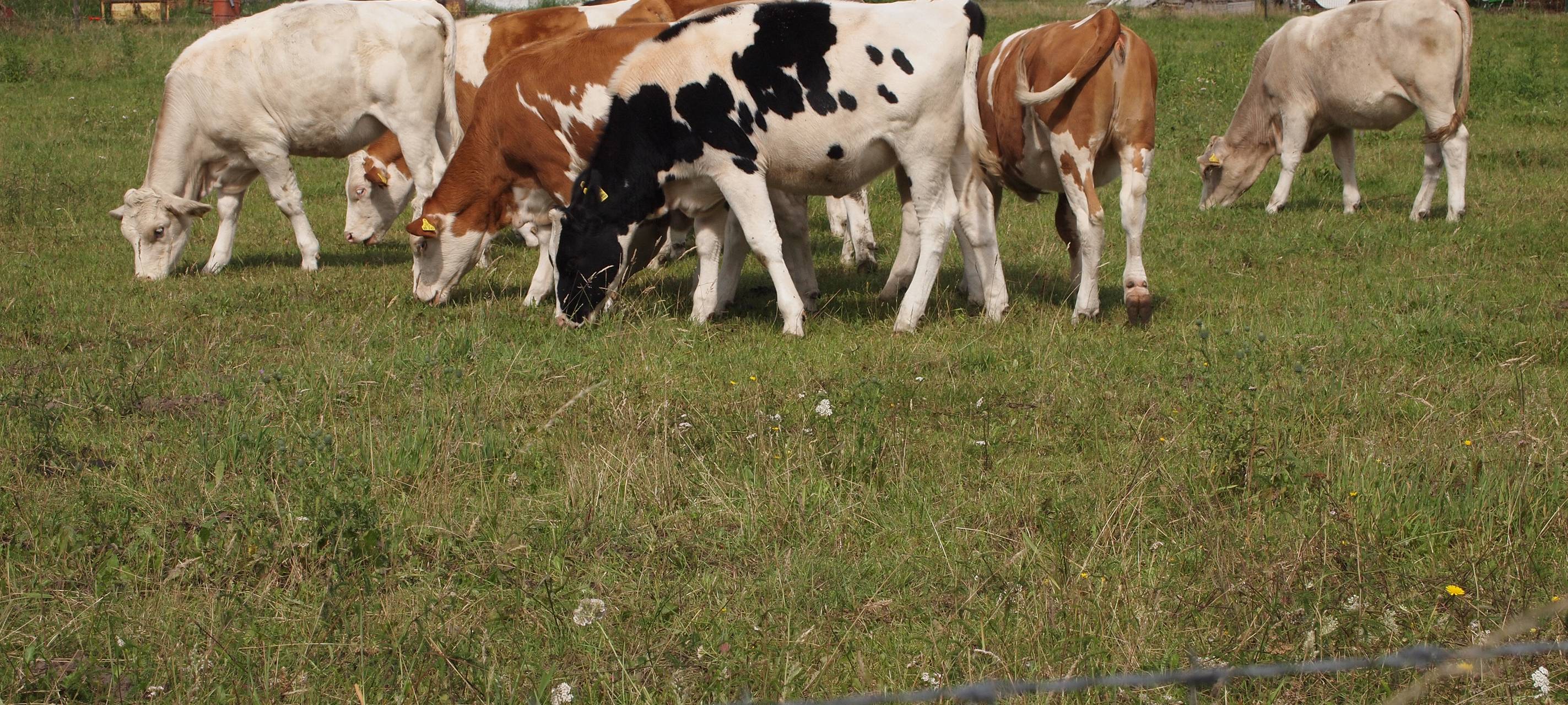 Kein Ergebnis im Rinderherpes-Prozess