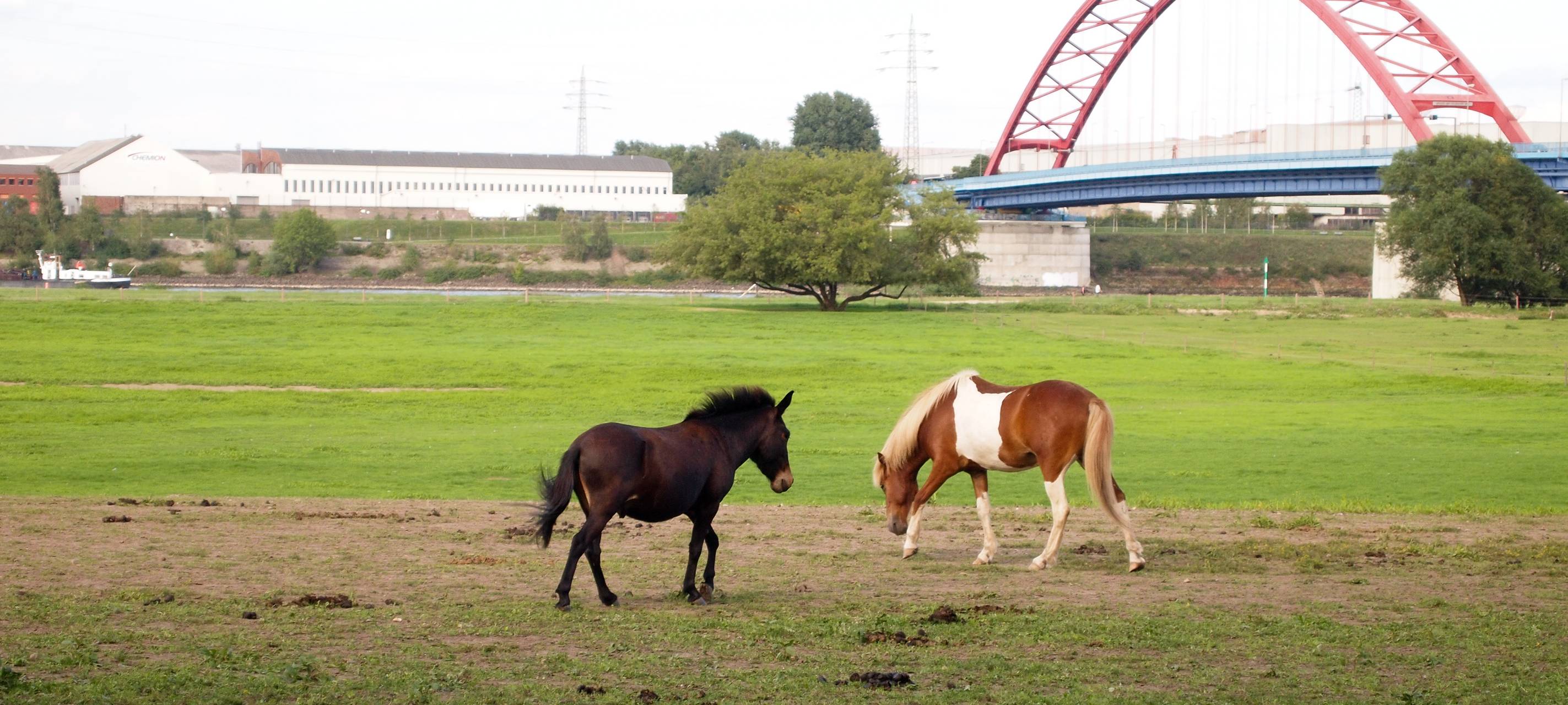 Halter von freilaufenden Pferden in Düren gesucht