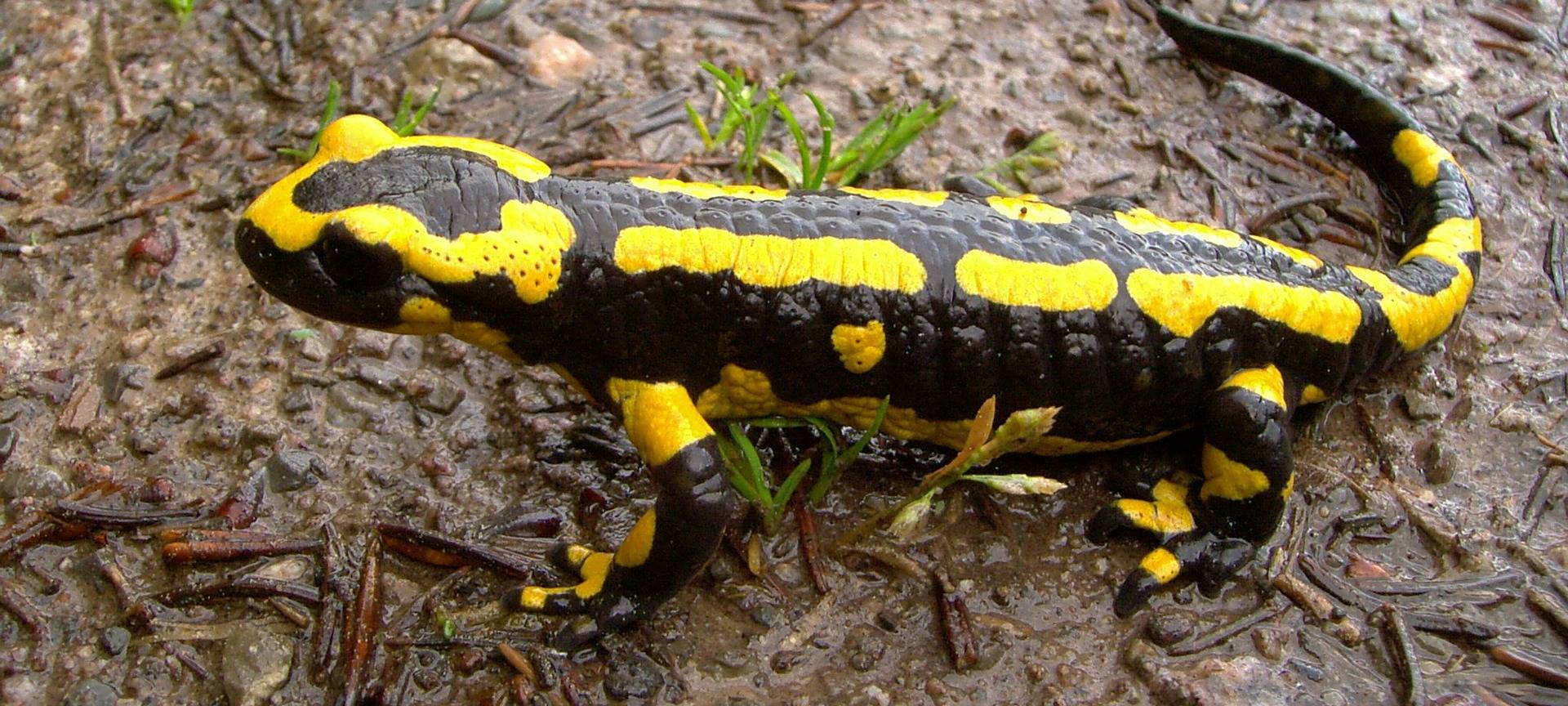 Salamanderpest in der Nordeifel