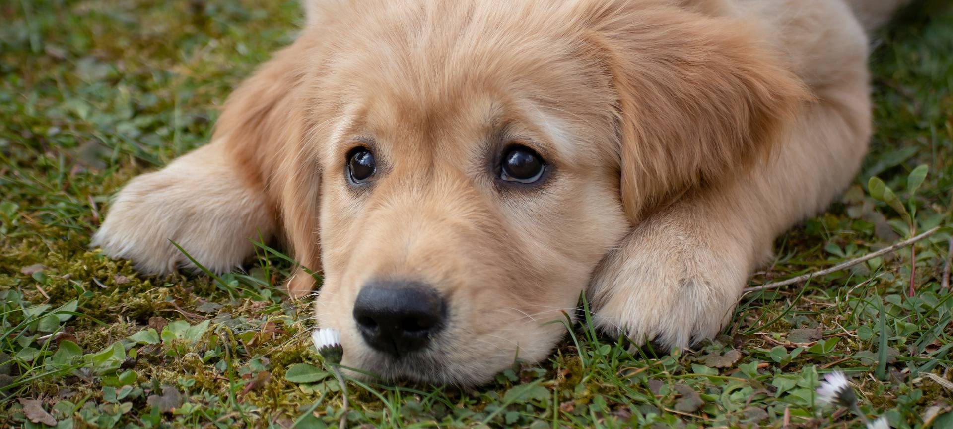 Veterinäramt begrüßt neue Regeln für Online-Tierhandel