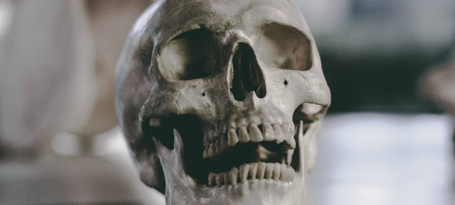 Schädelfund: Herkunft geklärt