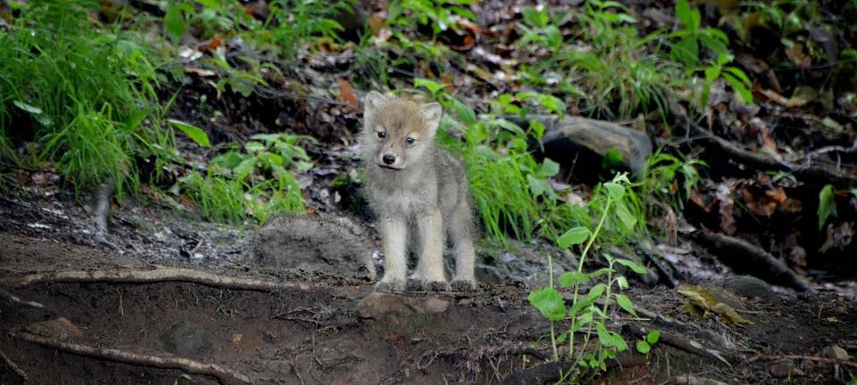 Wolfsrudel "Nordeifel": Jetzt mit sieben Welpen