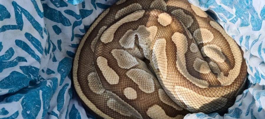 Königspython in Merzenich