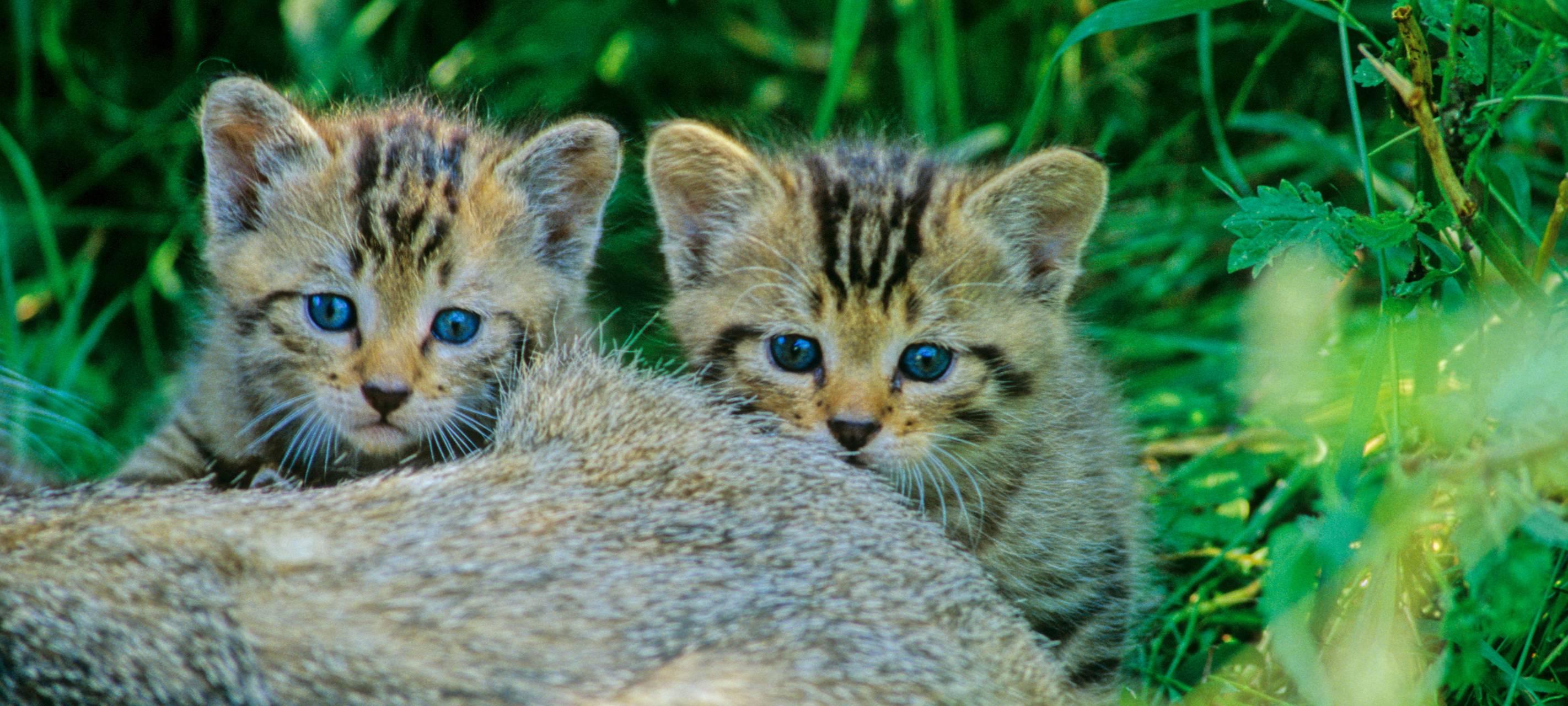 Wildkatzen im Öcher Bösch