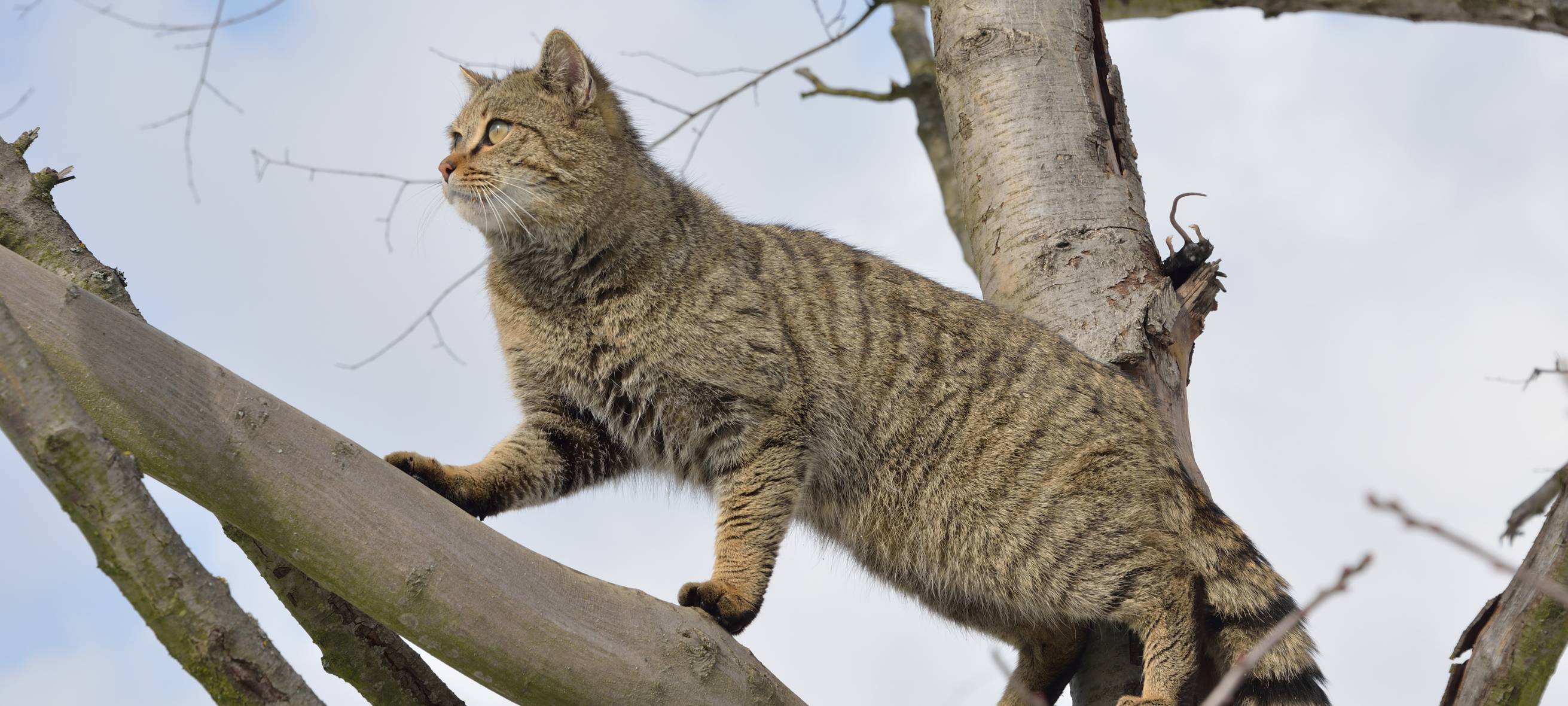 Wildkatzen im Öcher Bösch