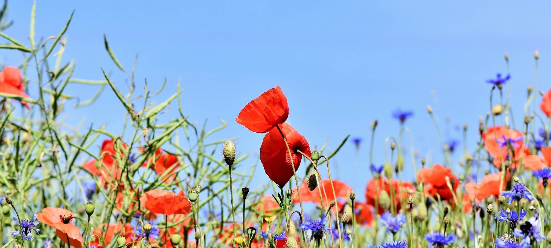 Wieder Wildblumenwiesen in Roetgen