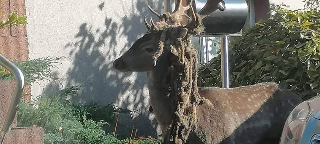 Hirsch in Eschweiler unterwegs