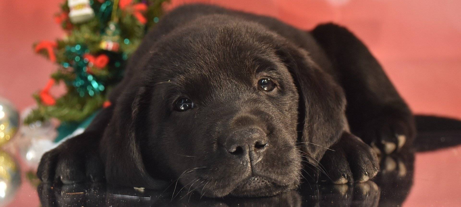 Kein Tier unter dem Weihnachtsbaum!
