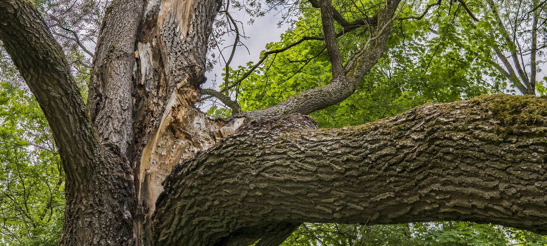 Stadt beseitigt Sturmschäden