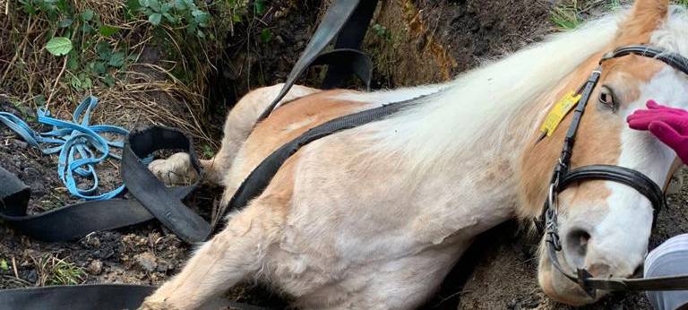 Feuerwehr befreit Pferd aus Erdloch