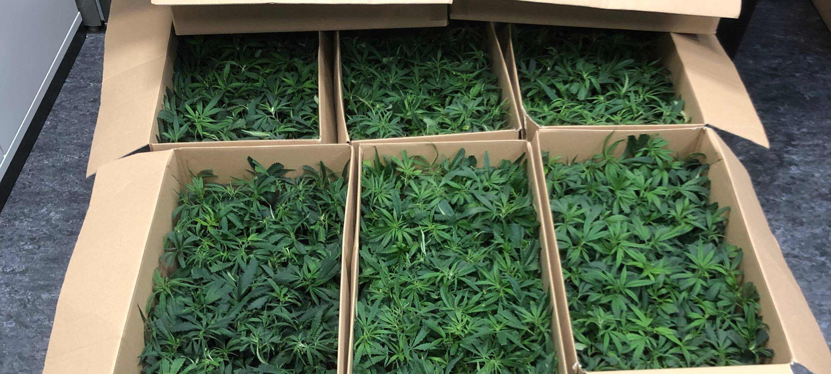Cannabisfund auf A4 bei Weisweiler