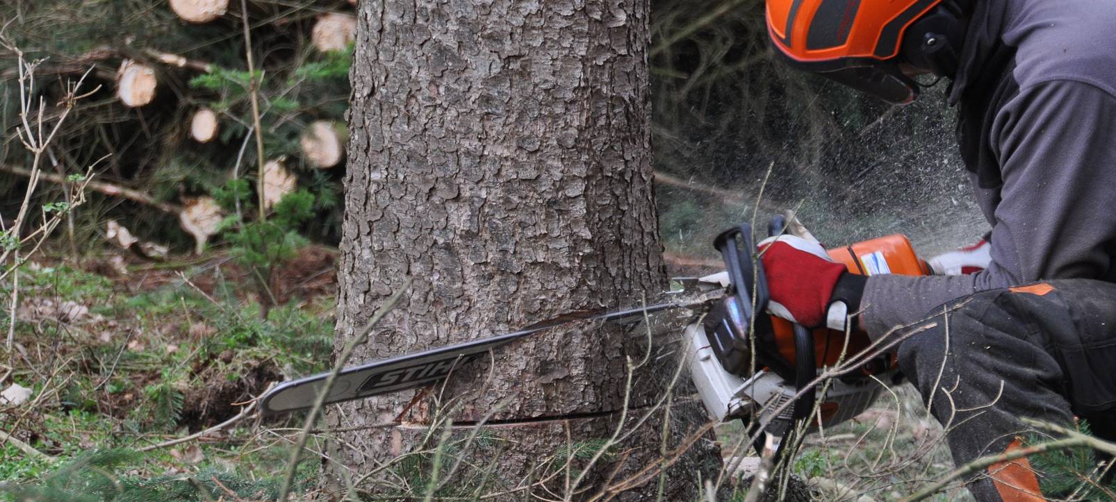 Wegen stinkender Früchte: Ginkgobäume müssen gefällt werden