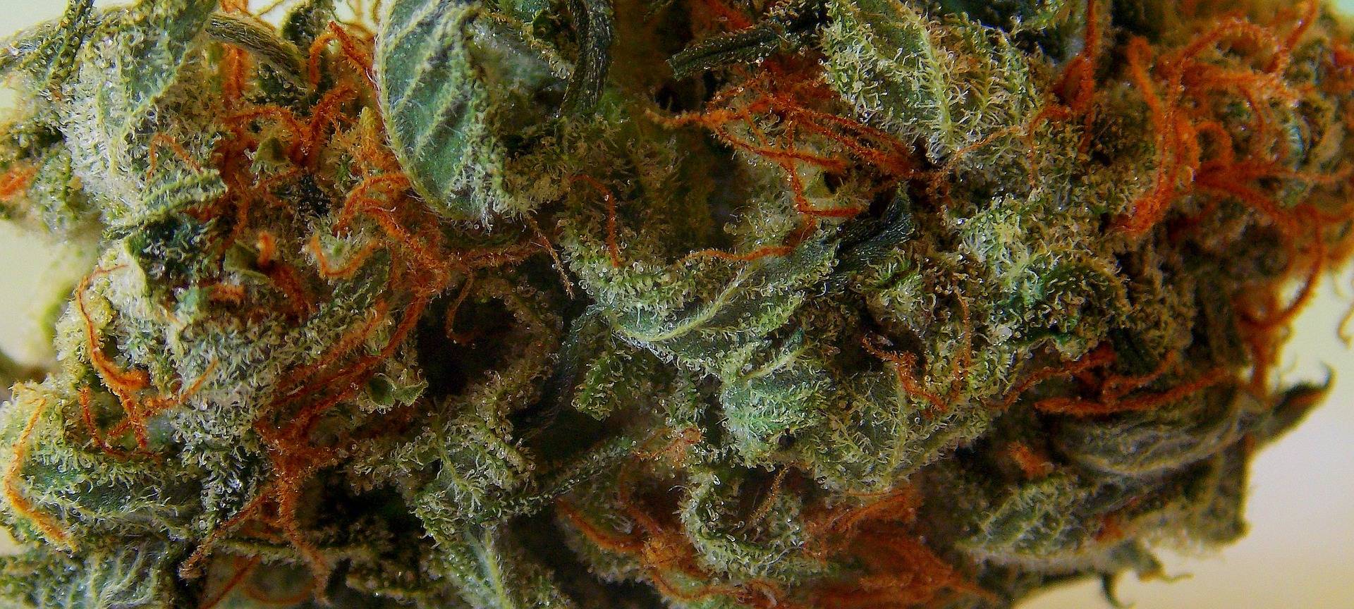 Prozessbeginn wegen Drogenhandels