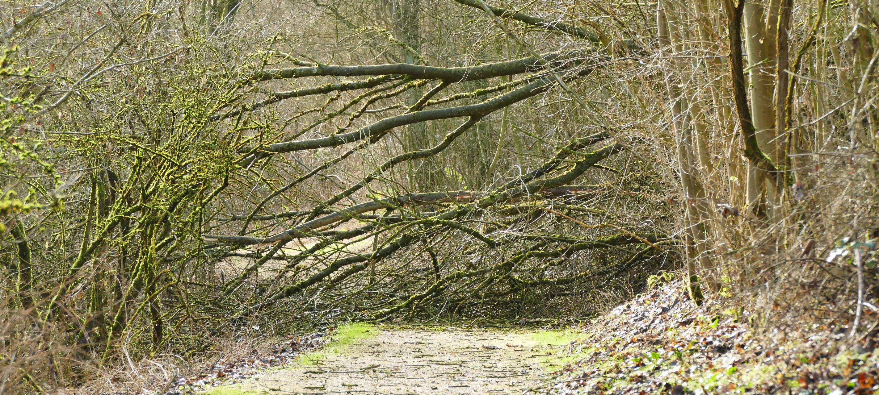 Wälder nicht betreten!
