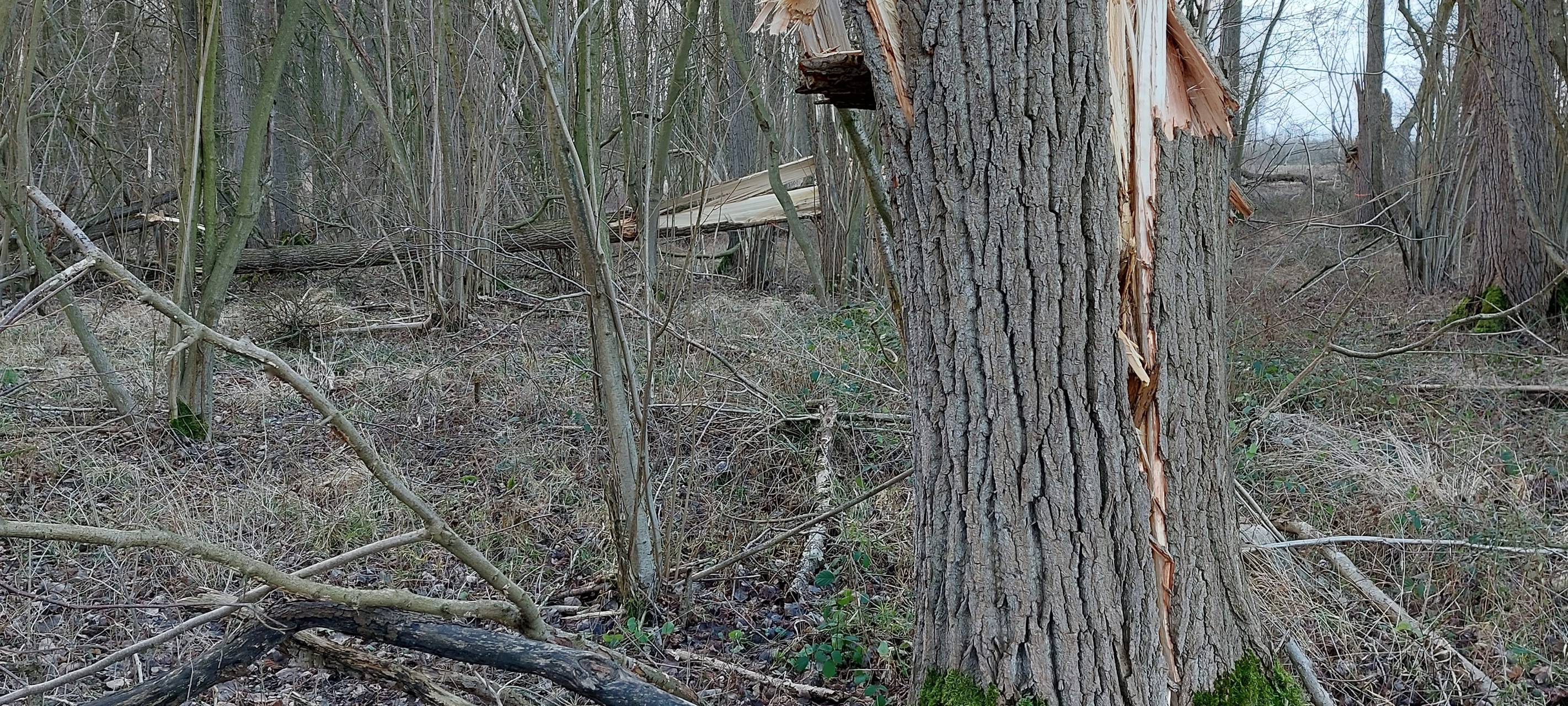 Nächstes Sturmtief kommt Freitagnachmittag