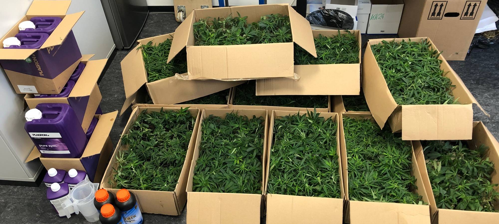 Tausend Cannabis-Setzlinge im Mietwagen