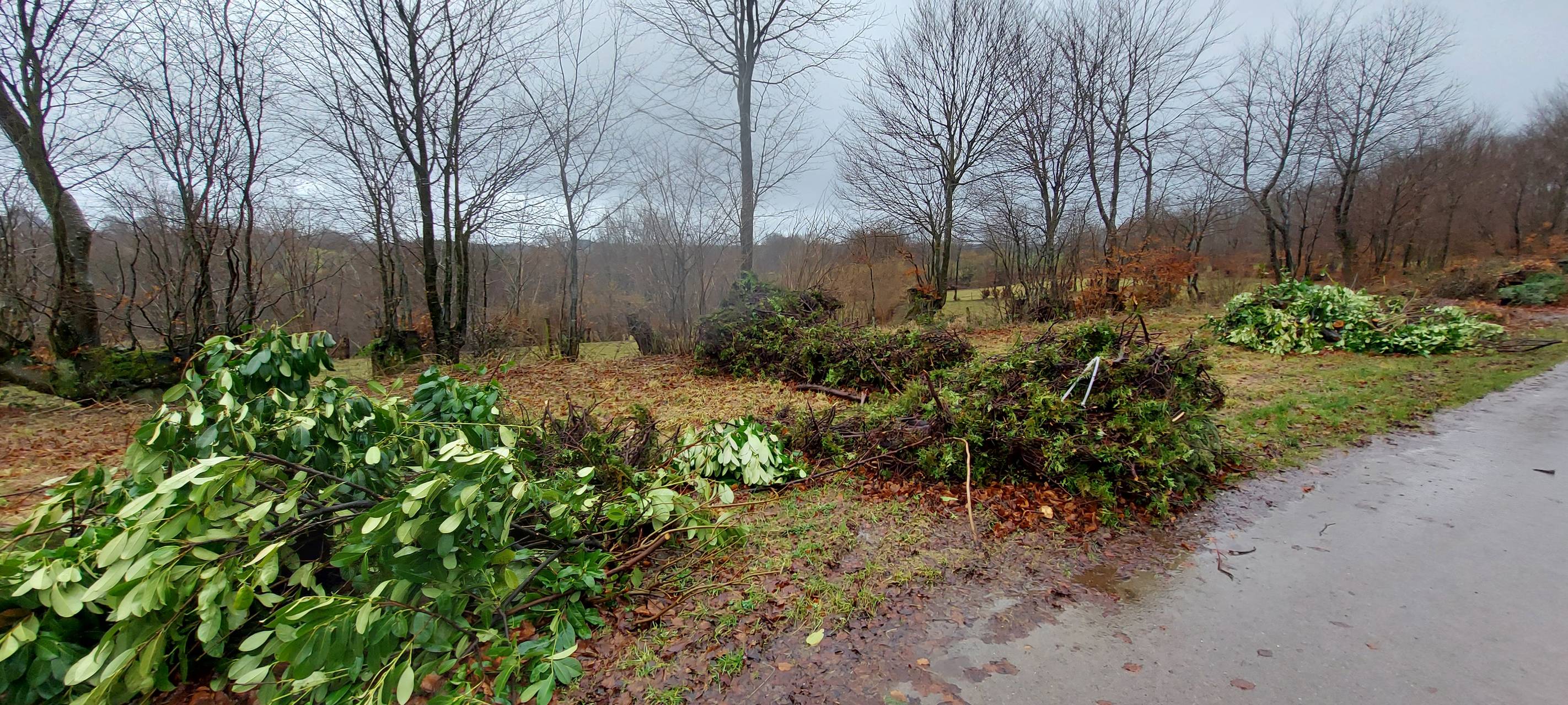 Grünabfälle in Simmerath - Zeugen gesucht