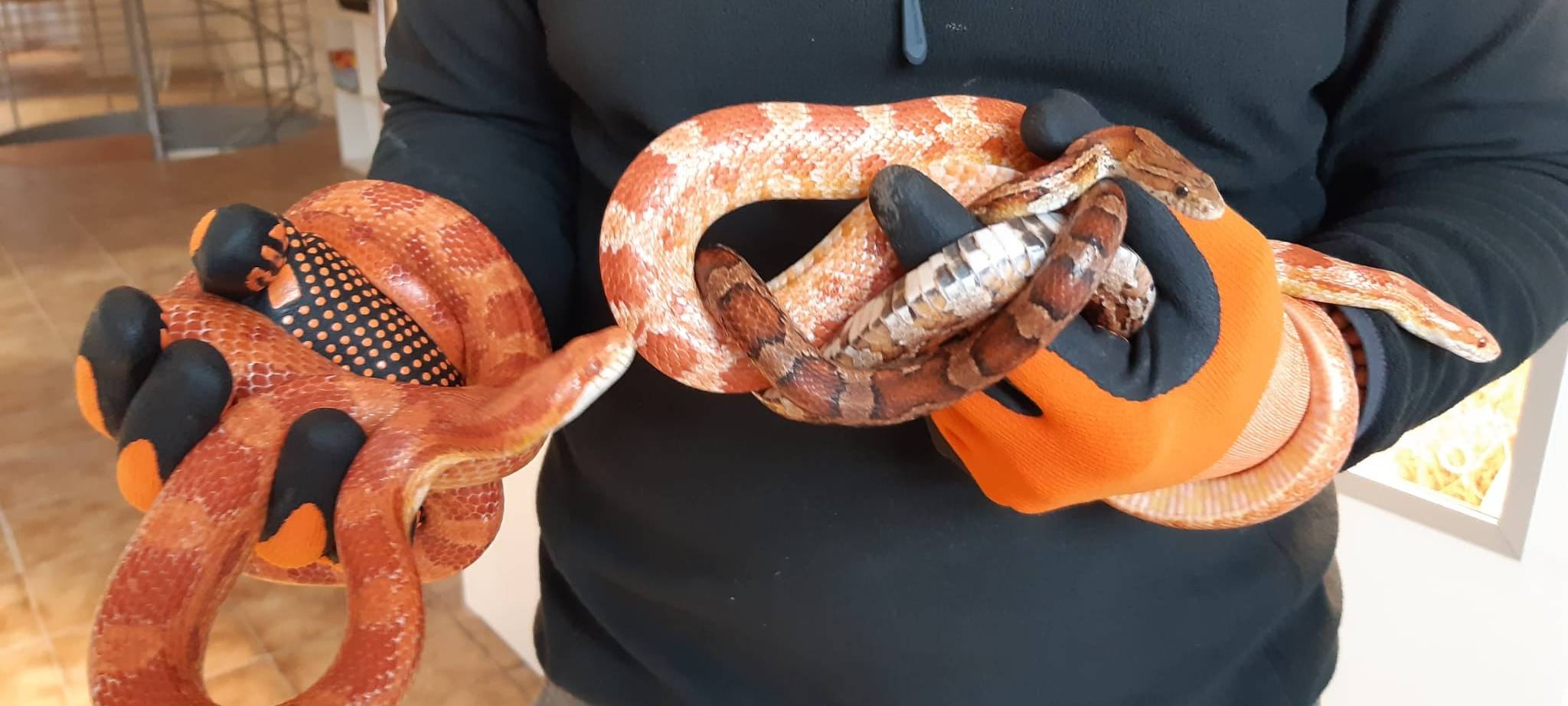 Zehn Jahre Hilfe für Reptilien, Amphibien und Fische