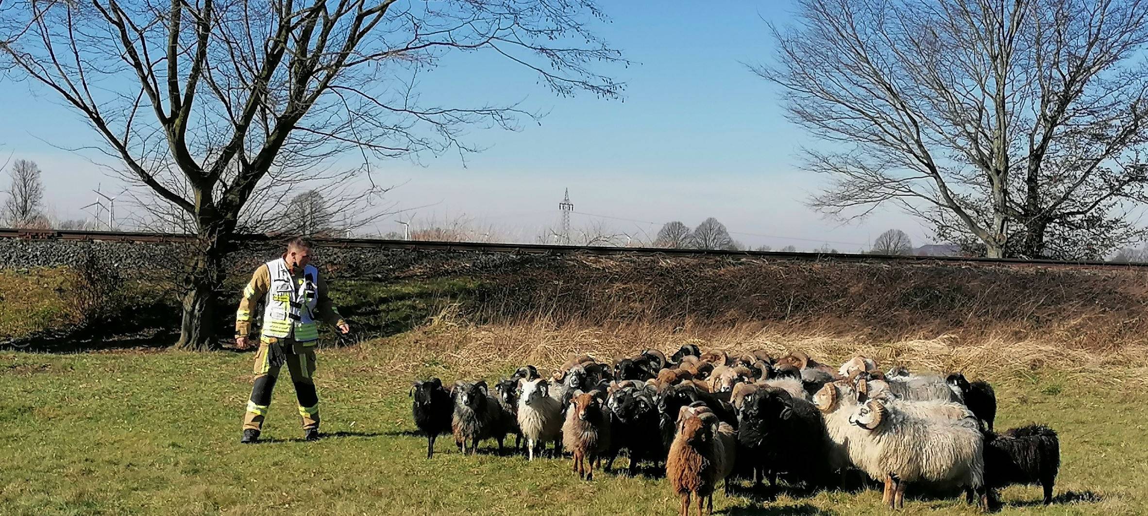 Schafsherde ausgebüxt