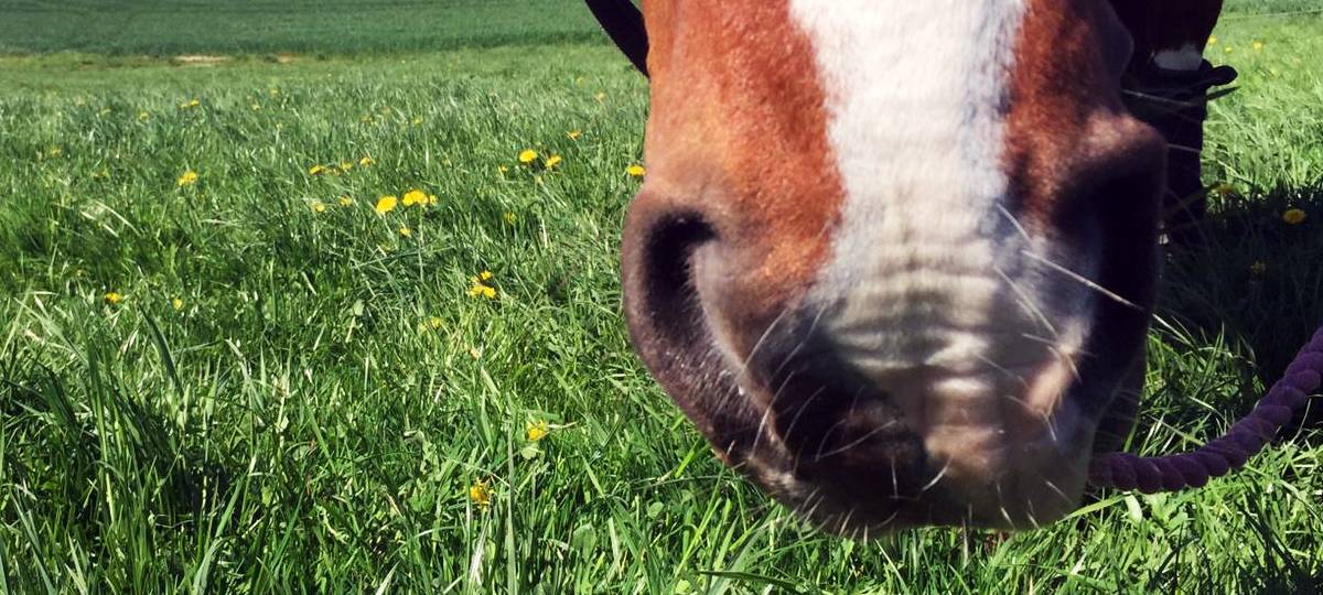 Freilaufende Ponys in Aachen
