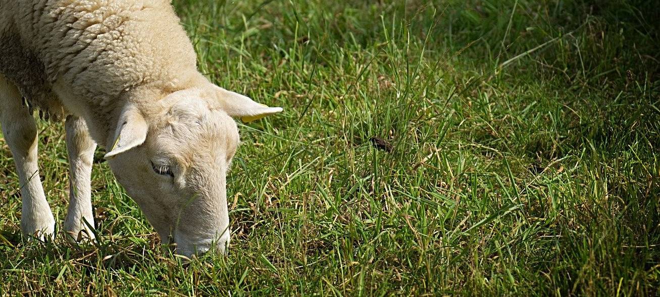 Wieder Schafe gerissen