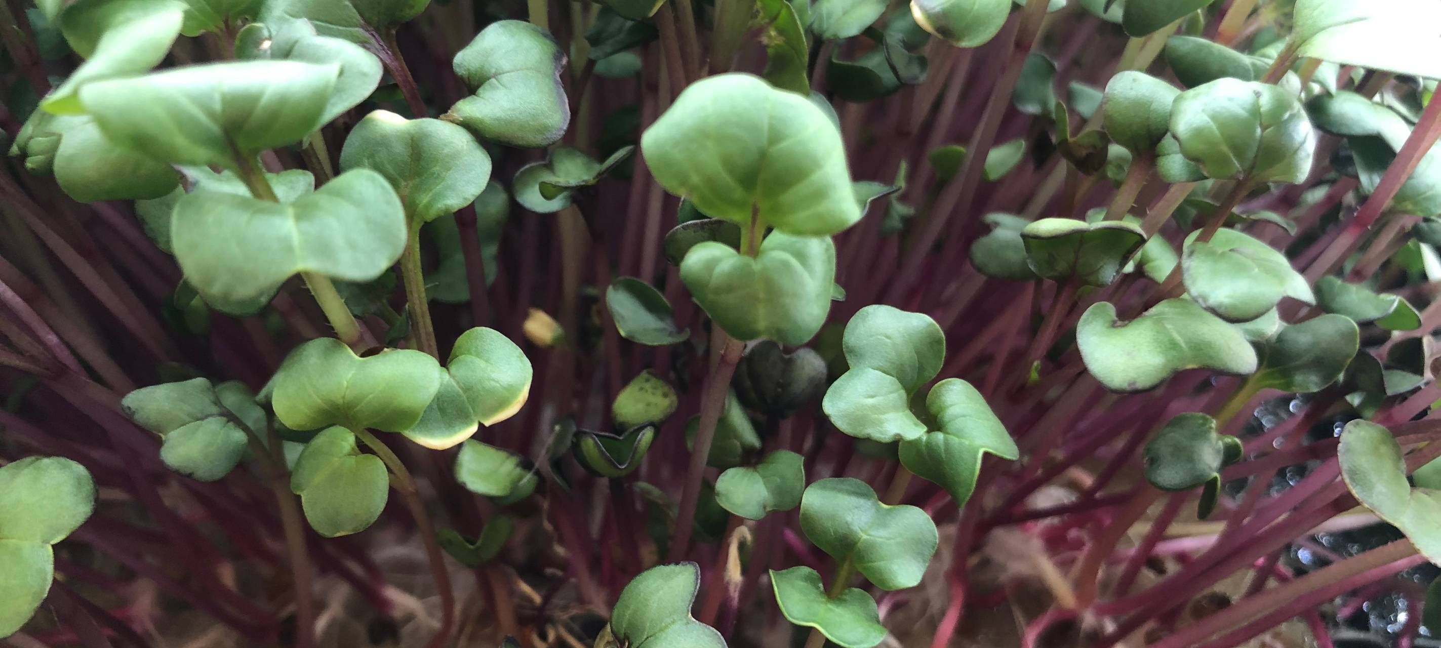 Unterirdische Farm am Aachener Bushof