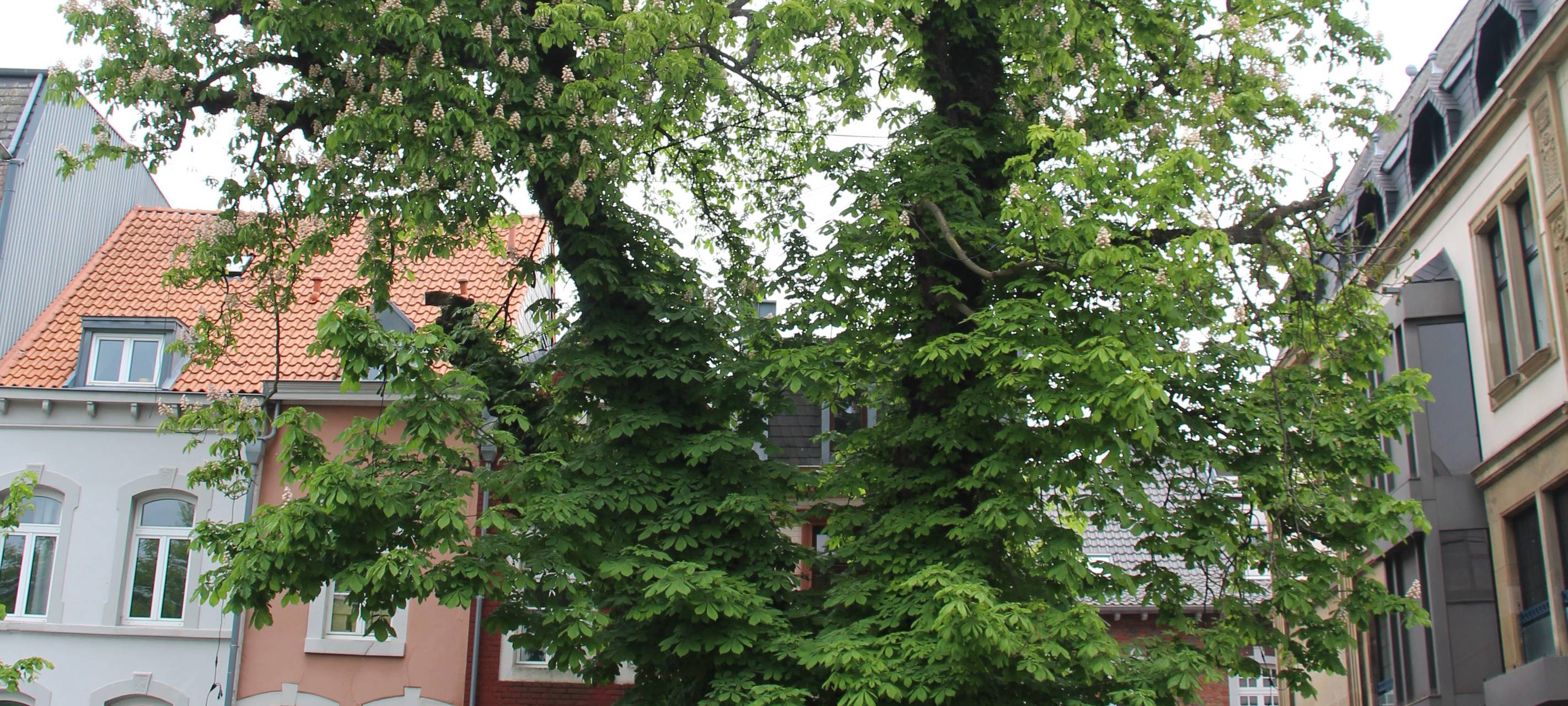 Katschhof: Rosskastanie nach 120 Jahren gefällt