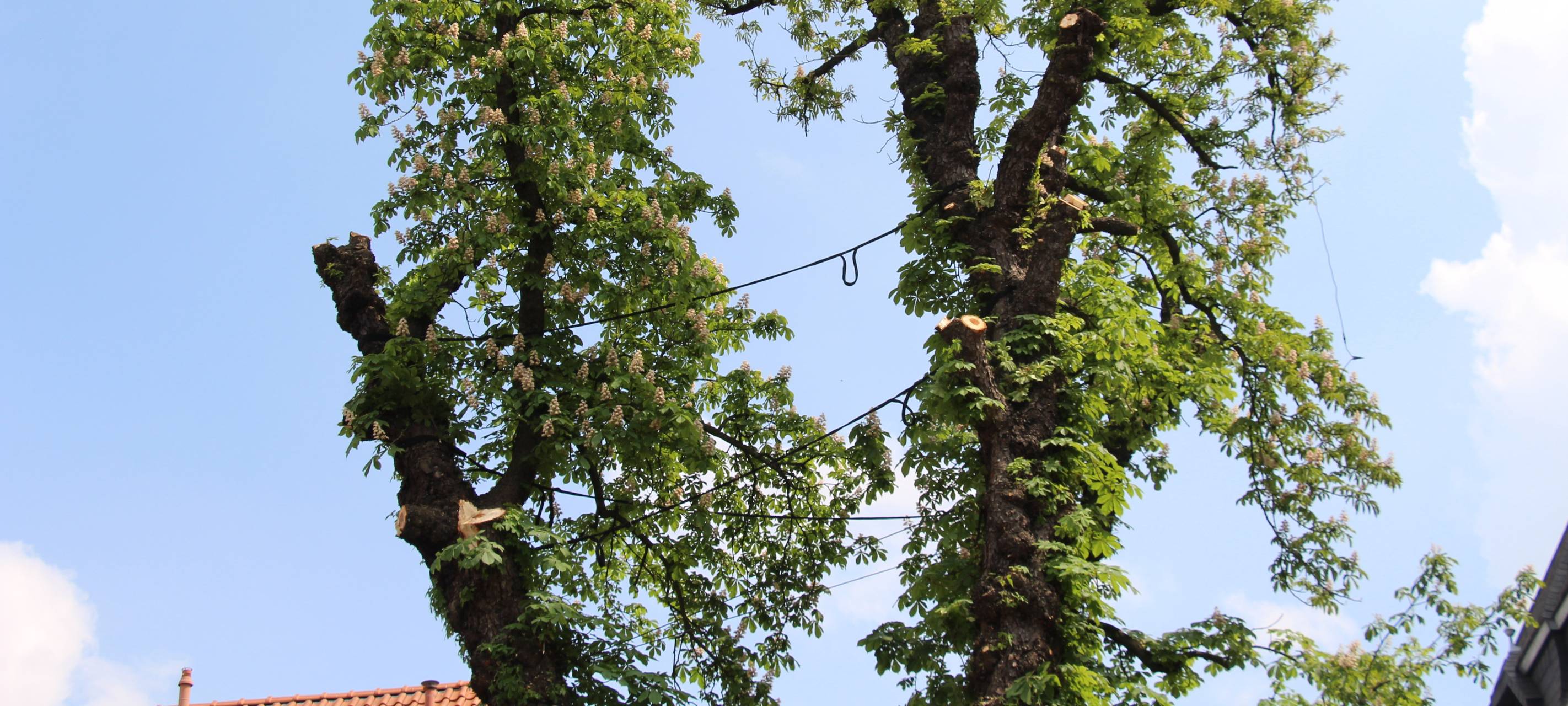 Katschhof: Rosskastanie nach 120 Jahren gefällt