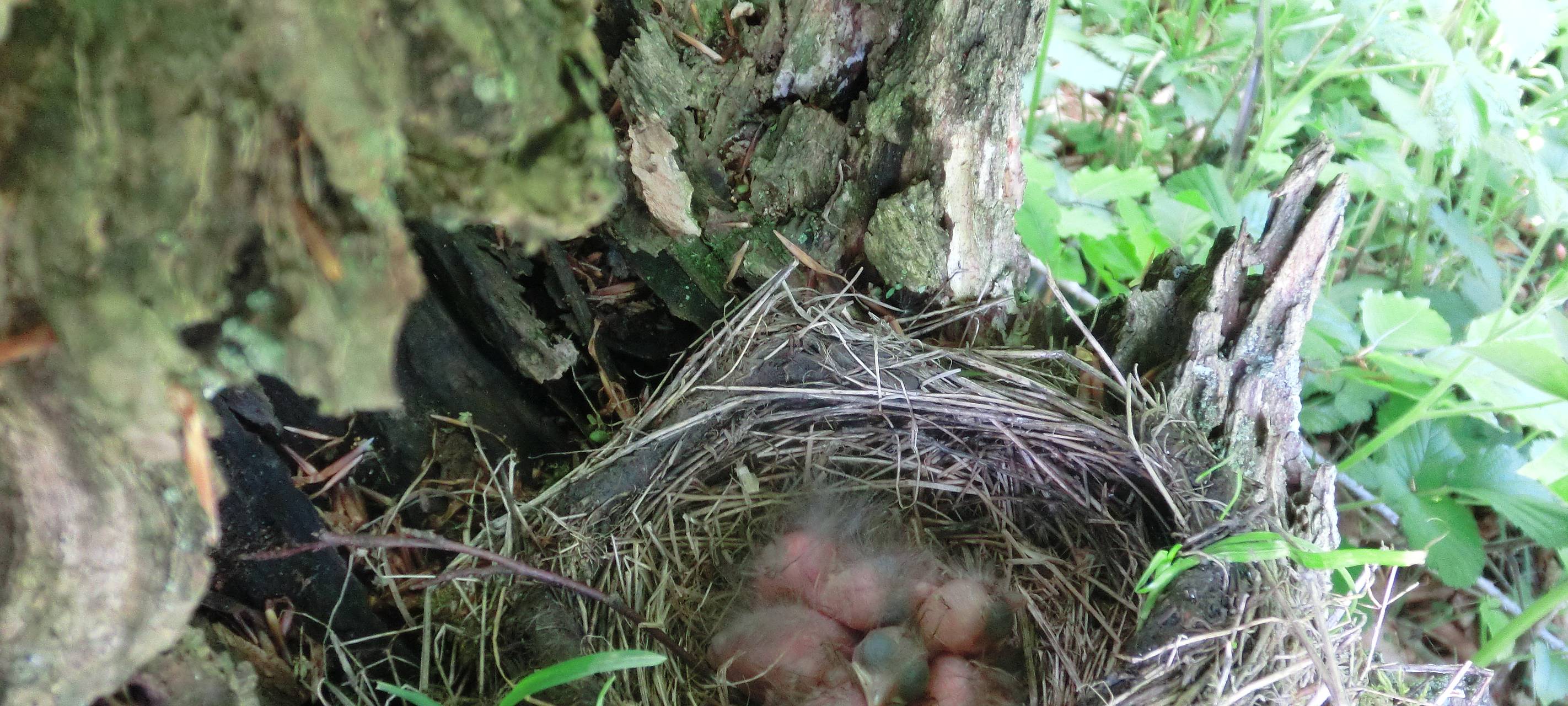 Finanzielle Unterstützung für Wildtier-Pflegestellen