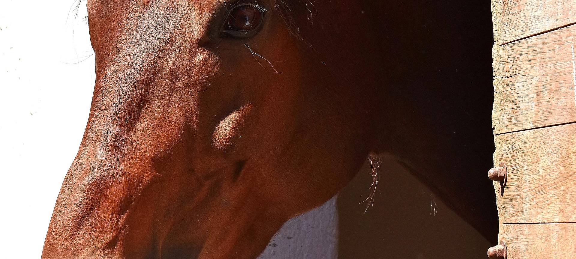Angetrunkene Frau klaut Pferd