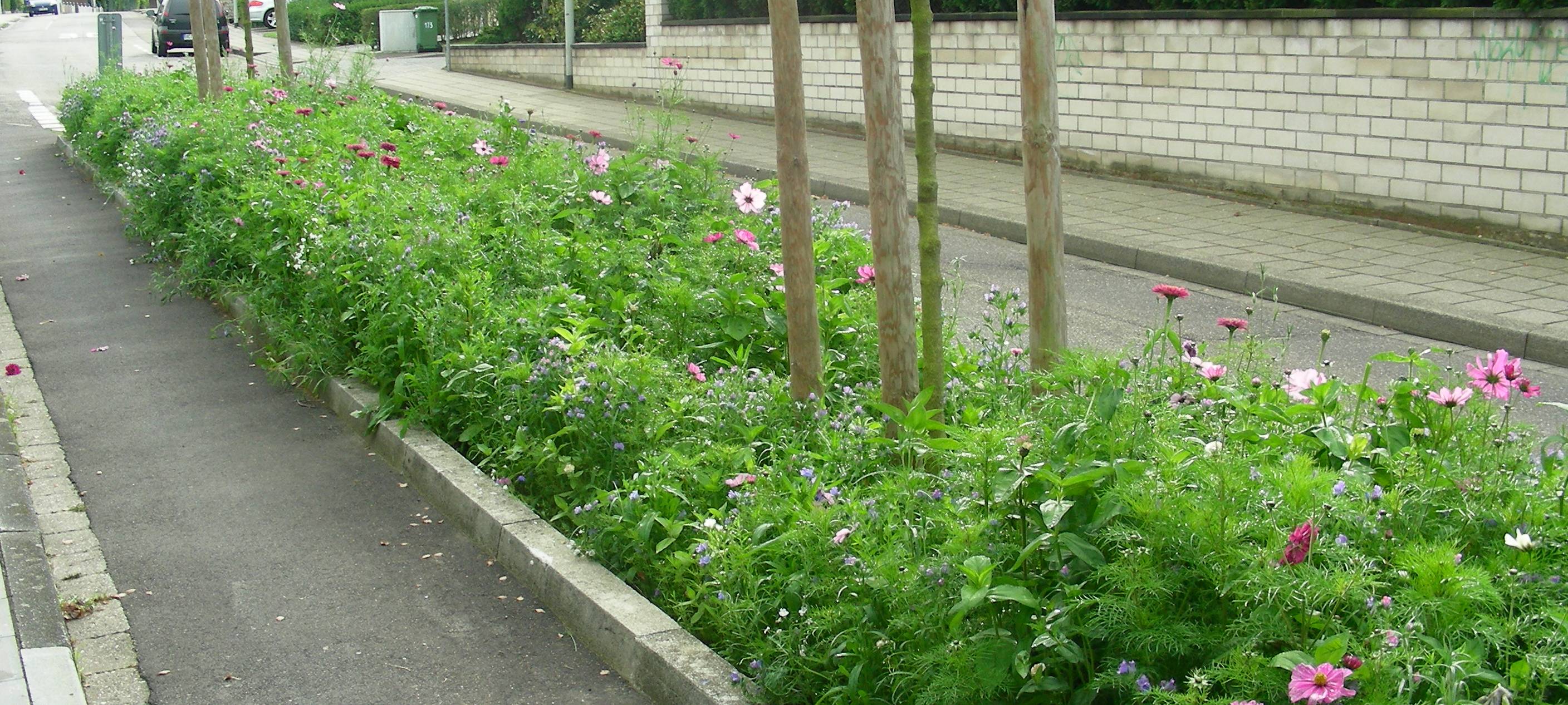 Roda blüht auf: Blüh- und Langgraswiesen in Herzogenrath