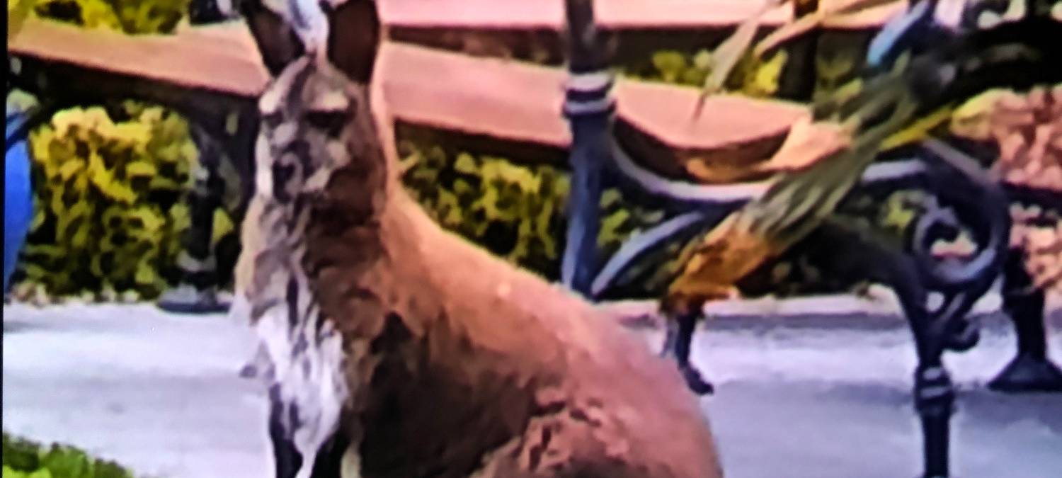 Känguru-Suche in Wegberg