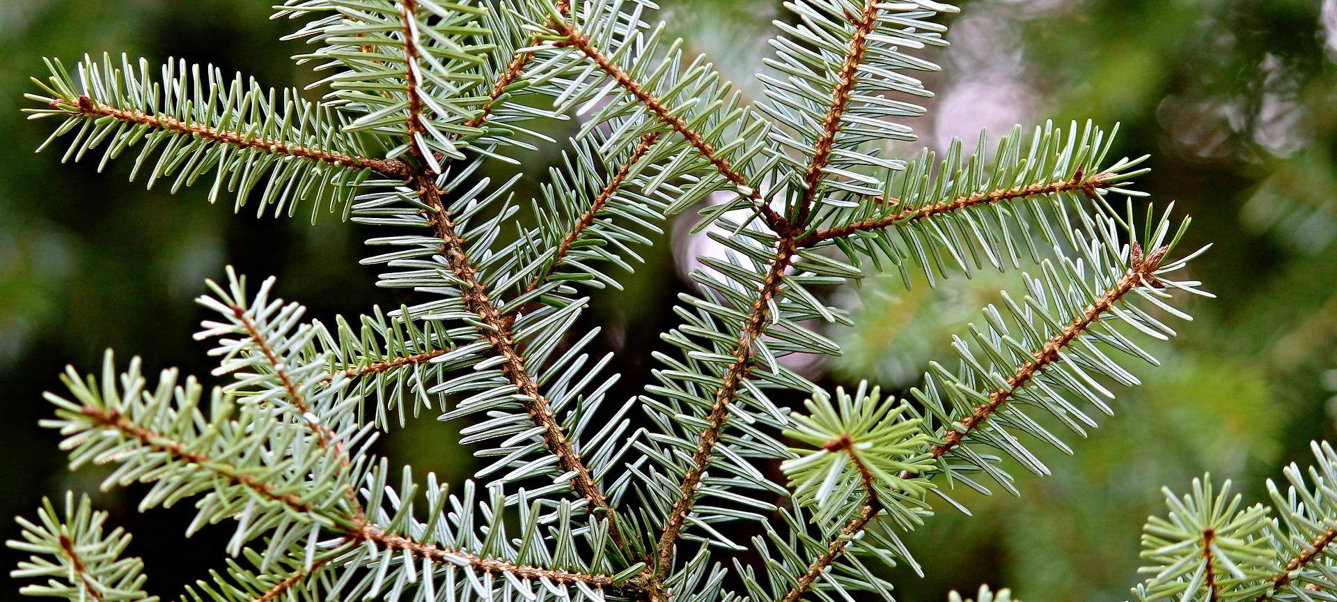 Nachfrage nach "Öko-Weihnachtsbaum" steigt