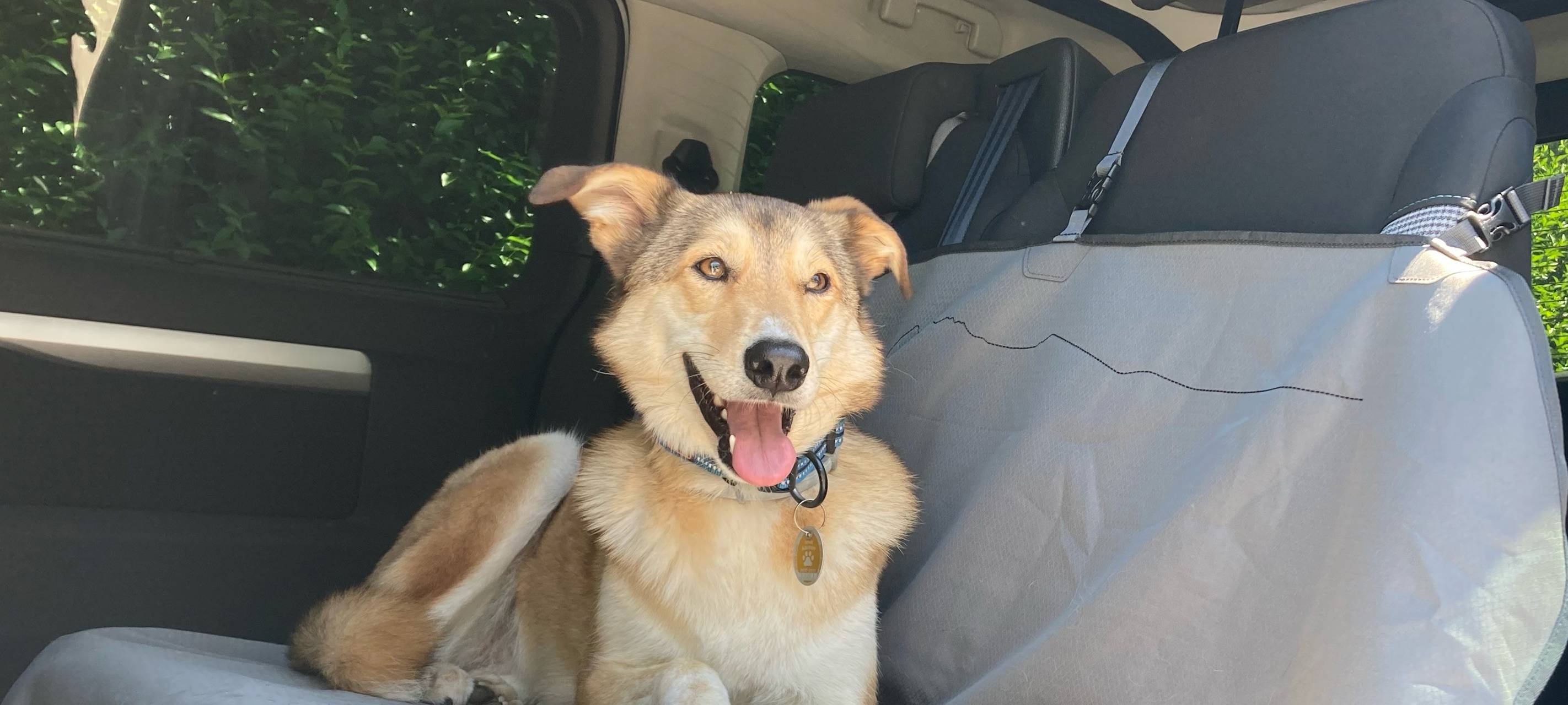 Veterinäramt warnt: Tiere bei Hitze nicht im Auto lassen