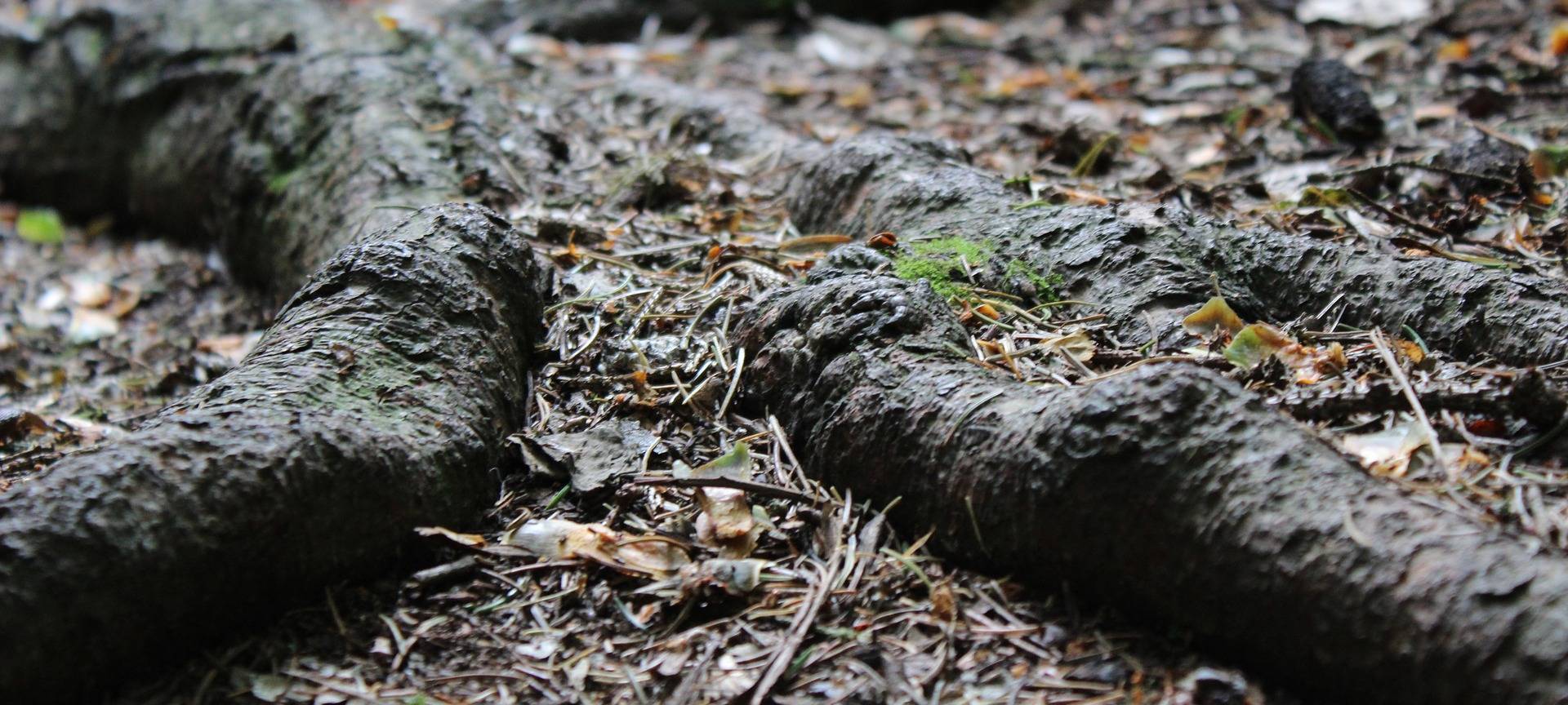 Borkenkäfer im Nationalpark Eifel kaum eingeschränkt