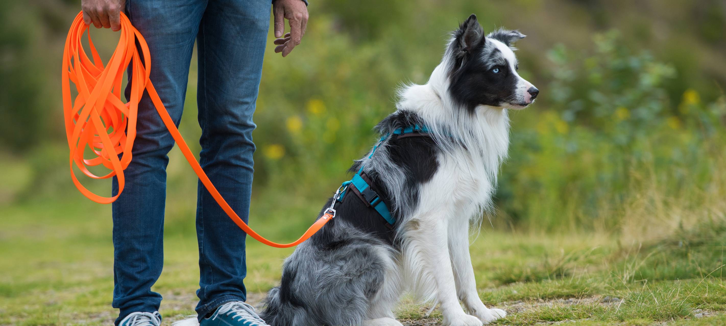 Hunde am besten anleinen