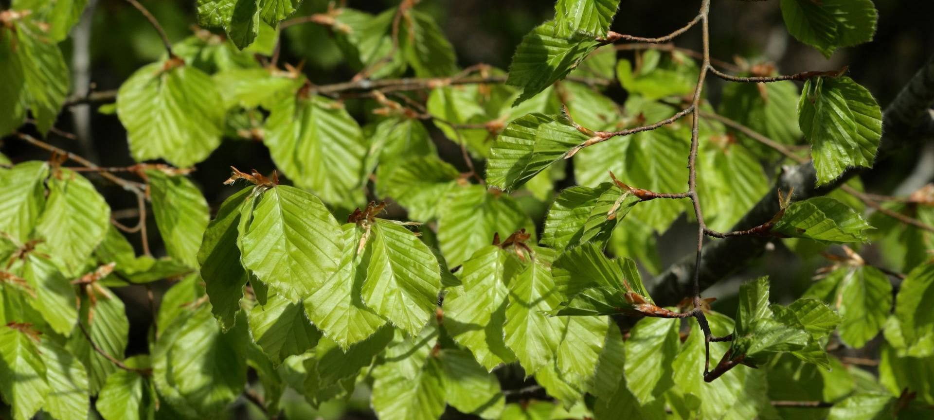 "Baum des Jahres" auch im Nationalpark Eifel