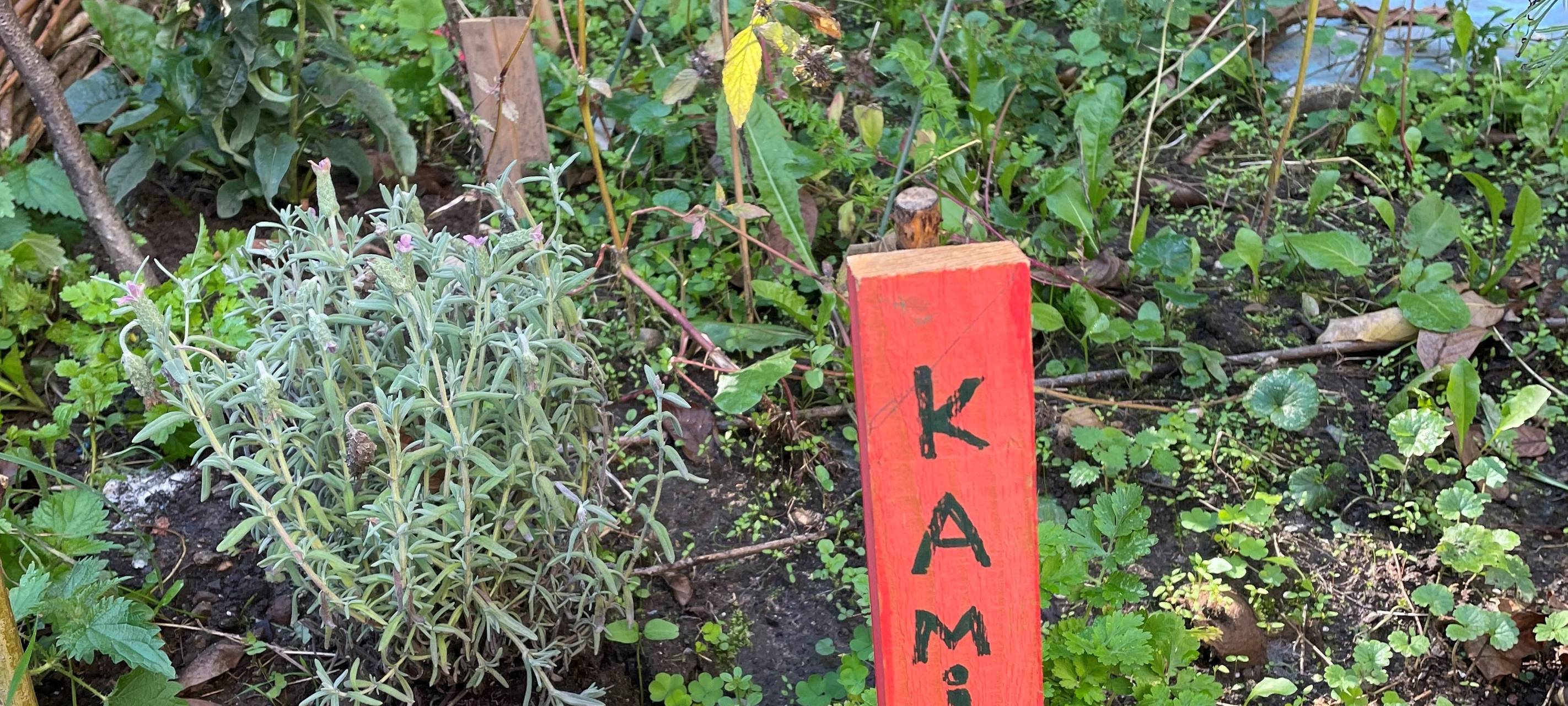 Schmetterlingsfreundliche Gärten in Schulen und Kitas