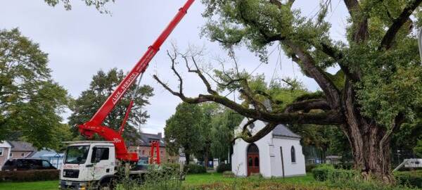 Weiter Sorge um Pleyer Pappel