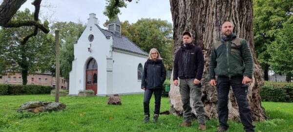 Sorge um die alte Pleyer Pappel