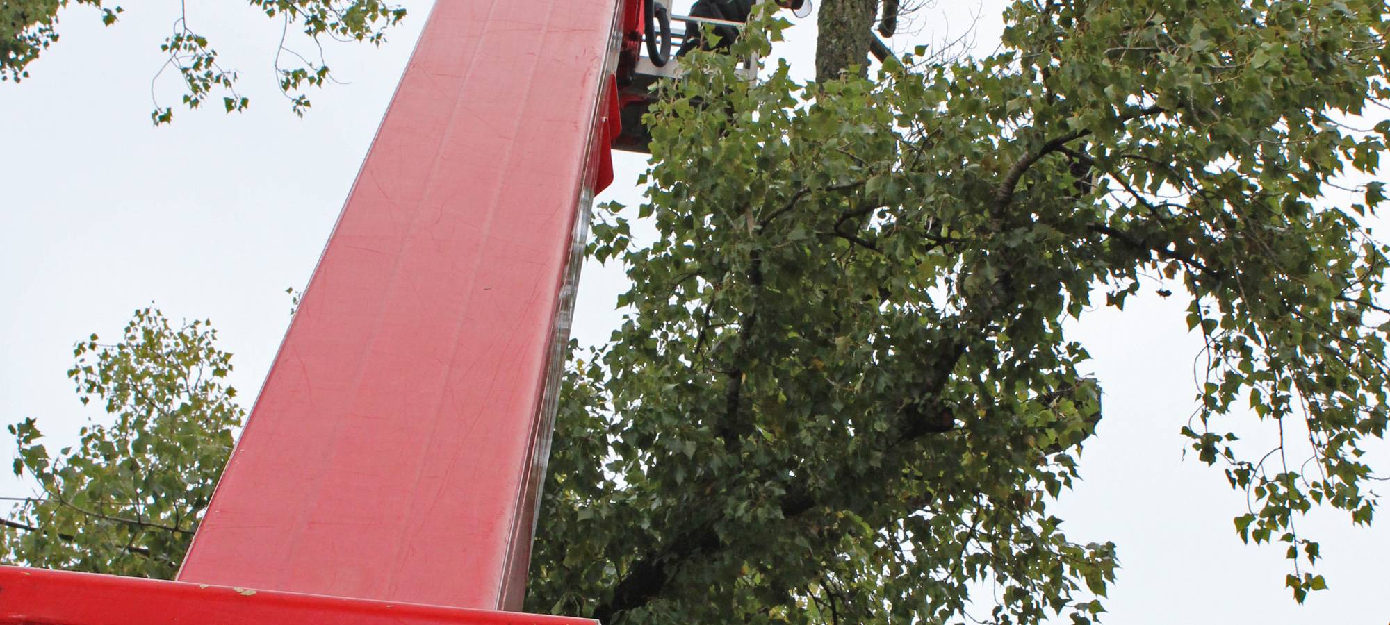 Sorge um die alte Pleyer Pappel