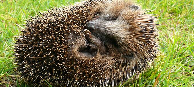 Kohlscheid soll (noch) schöner werden