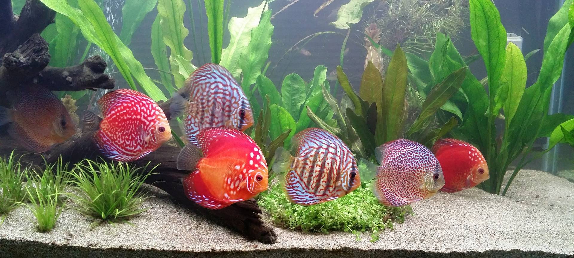 Herzogenrath: Teure Diskusfische geklaut